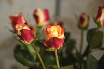 Bouquet of beautiful roses on blur background
