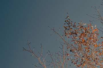 Branches in a winter sky