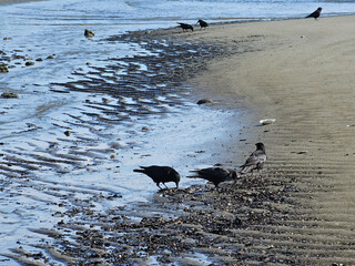 Crows eating shellfish on a beach.