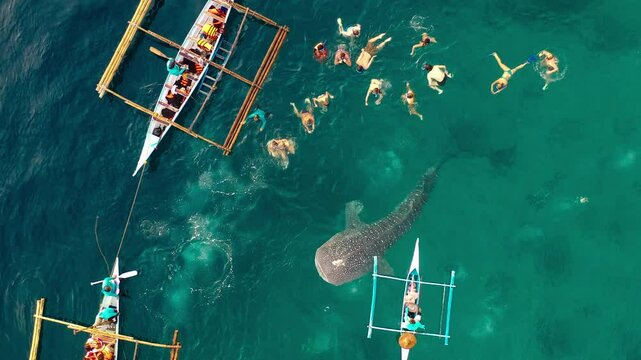 Aerial drone view fishermen feeding krill to giant whale sharks Rhincodon typus from boats in sea. Philippines, Oslob. These sharks have no teeth and are filter feeders. High quality 4k footage