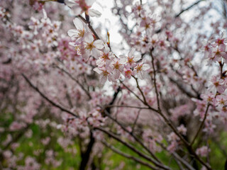 満開の桜の園