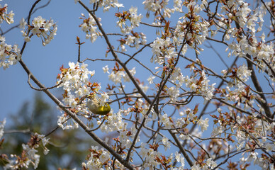 早咲きの桜で遊ぶかわいいメジロ