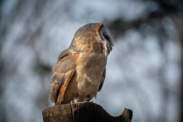 A barn owl on a tree on a cool autumn day