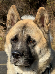 Portrait of. American Akita dog, fawn with black mask, female.