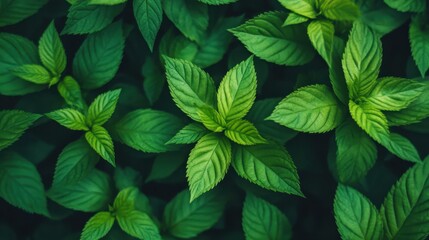 A vibrant green leafy plant takes center stage, with a dreamy, defocused background adding depth and tranquility.