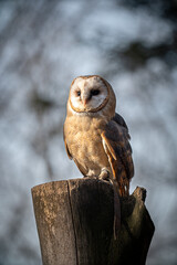 A barn owl on a tree on a cool autumn day