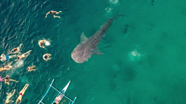 Aerial drone view fishermen feeding krill to giant whale sharks Rhincodon typus from boats in sea. Philippines, Oslob. These sharks have no teeth and are filter feeders. High quality 4k footage