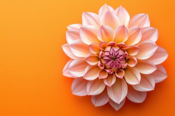 Fototapeta premium Beautiful soft pink lotus flower with delicate petals arranged in a circular pattern on vibrant orange background. Nature and floral concept.