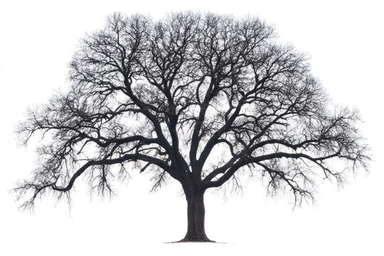 Large leafless oak tree standing on white background