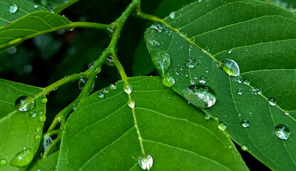 Raindrops on leaves. beautiful, fresh after the rain dew on lead