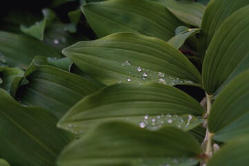 Green leaves with water droplets in a shaded forest