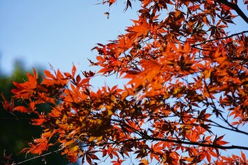  Red maple in the park in early winter