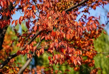 Autumn leaves bloom in the park in early winter