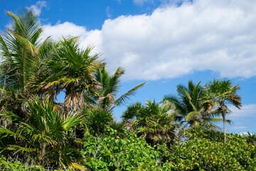 Lush green tropical vegetation with palm trees and a clear blue sky. The sky with white clouds giving the scene a peaceful and serene atmosphere.