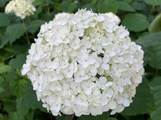 White Hydrangea Flower in Northern Japan