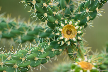 close up of cactus