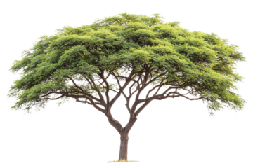 lush acacia tree isolated on transparent background