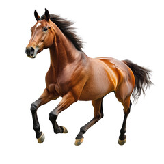 Obraz premium Majestic Brown Horse Galloping