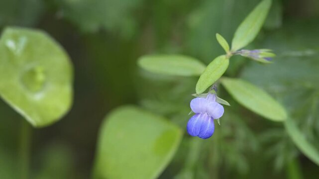 Blue-eyed Mary (Collinsia parviflora), Cowichan Valley, Vancouver Island