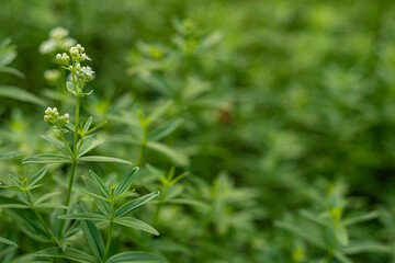 White bedstraw (Galium album)  flowers and buds with green foliage in a blurred natural background, emphasizing minimalism and a calm outdoor atmosphere.  
