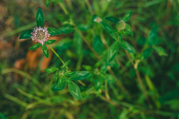 Single purple clover flower in full bloom with soft round petals, surrounded by green leaves and a blurry natural background. 
