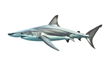 Naklejka premium Hammerhead Shark isolated on white background.