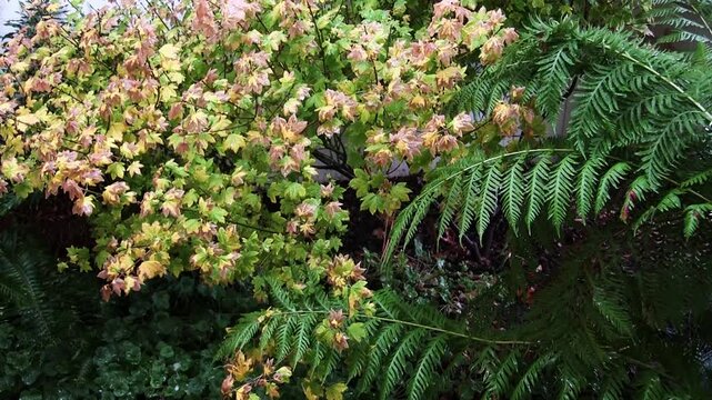Fern Japanese Maple And Corel Bell Plants Moving From Falling Rain Drops
