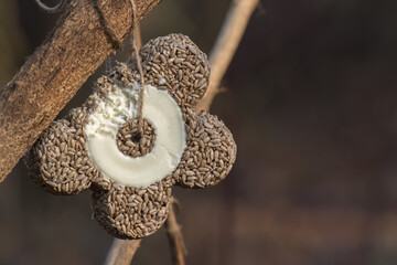 Birds food. A flower-shaped feeder made of shelled sunflower seeds and fat, hanging from a tree...