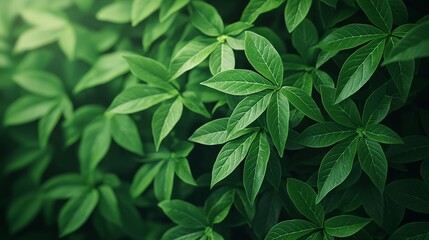 Lush green foliage background texture of vibrant leaves.
