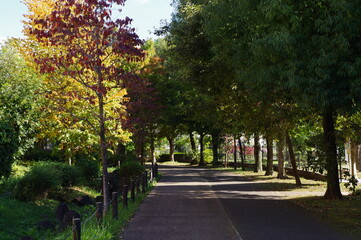 Obraz premium 歩道と樹木の秋の風景