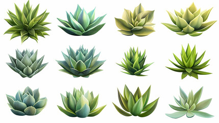 Fototapeta premium Agave plant collection sculptural desert flora isolated on white botanical photo set. Sculptural. Illustration