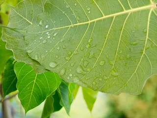 Water drops on pho leaves after falling rain.