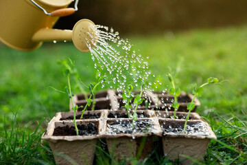 Watering potted seedlings with can outdoors, closeup