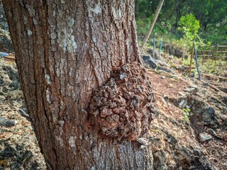 Photo of a log with a burl in the forest. The burl is a rounded protrusion on a branch or trunk, and is filled with small nodes of dormant shoots.