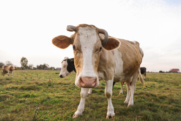 Beautiful cows grazing on green grass outdoors