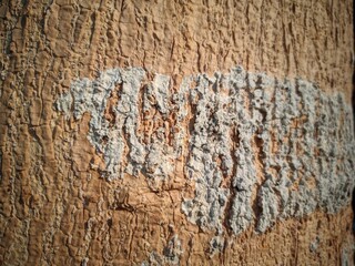 Close up photos of bark surfaces for background and other purposes.