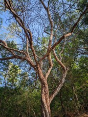 The trunk of the acacia tree with a unique shape. 