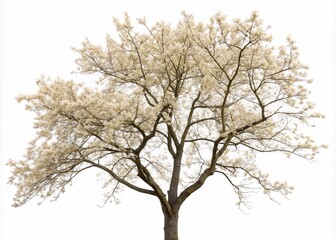 European Ash tree with flowers  isolated on white background