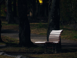 Tokyo, Japan - December 1, 2024: A Bench in a park in Tokyo at midnight