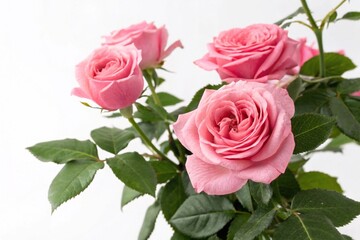 Pink roses isolated on white background