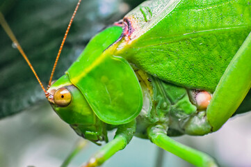 Macro Fotografia de uma Esperança Verde (Tettigonia viridissima) olhando para a Câmera