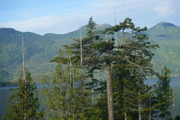 trees in the mountains