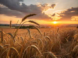 wheat field at sunset