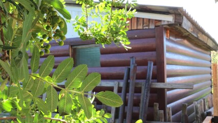 4k video, A small rural house in the garden in the backyard of a country house, in the foreground the branches of a rowan tree swing on a sunny summer day