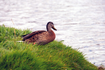 A duck is sitting on a grassy hill overlooking a body of water