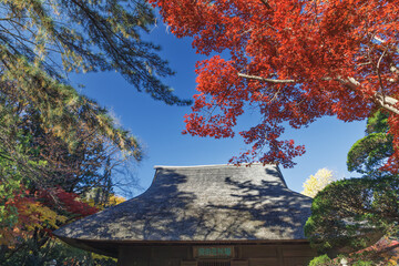 秋、真っ赤に色づいた紅葉を背景に茅葺屋根と青空