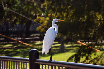 Great white egret or great white heron are tall, long-legged wading birds with long, S-curved necks and long, dagger-like bills