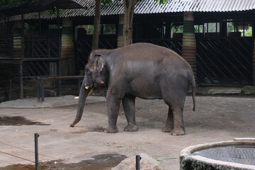 Naklejka premium Asian elephants look calm in a spacious enclosure. With a backdrop of shady trees and the melodious sounds of birds, the atmosphere in this place feels very peaceful.