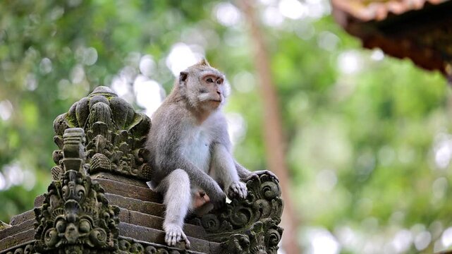 Monkey (Long-Tailed Macaque) at a temple in the Monkey forest in Ubud Bali Indonesia.