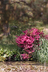 Pink flowers growing by a natural garden pond in summer